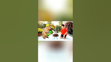 Capy cùng anh giúp bà tắm cho con capuchino assassino  và cái kết #capybara