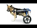 How to Make Doggy Wheel Chair || Cost Less than $15