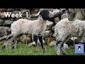 Will the weather hold! A week lambing on a Cumbrian hill farm! (Lambing Week 1) 🐏