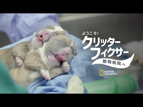 【FULL】ようこそ!クリッター・フィクサー動物病院へ (声:小山力也・高木渉)「カメと毛がない猫」| ナショジオ