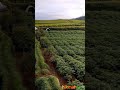 Dayang Sumbi Phytophthora Infestans Resistant Potato Variety From IVEGRI Balitsa Lembang Dayang Sumbi Phytophthora Infestans Resistant Potato Variety From IVEGRI Balitsa Lembang