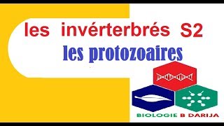 cours biologie animale :  les protozoaires partie 4