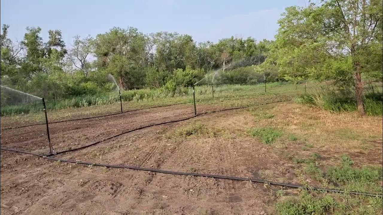 Harbor Freight trash pump, irrigation system for food plot. YouTube