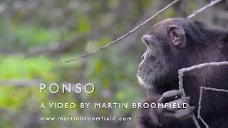 Ponso the Chimpanzee, at Grand Lahou, Cote d'Ivoire