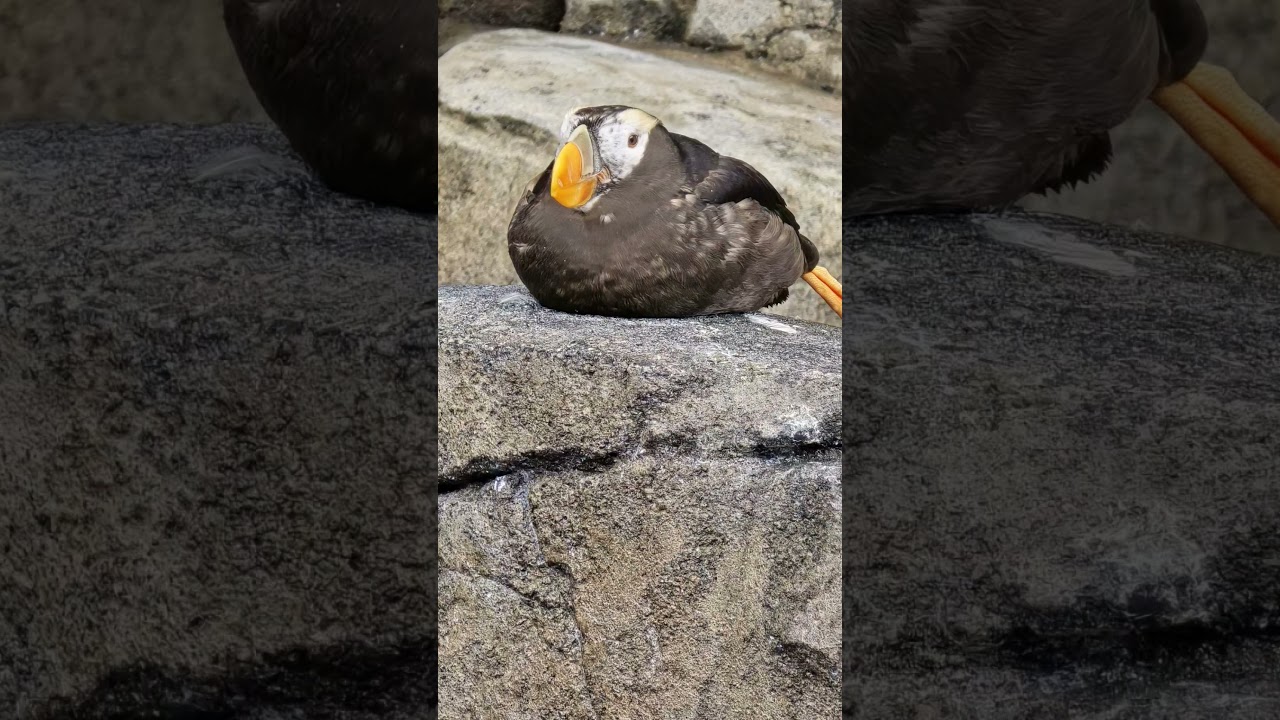 Alaska sea life center - Puffins and other fun critters.  #Viking cruise