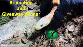Corn Snake Brumation and Giveaway Winner!