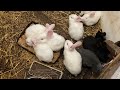 Woman brings home a wife for her lonely bunny