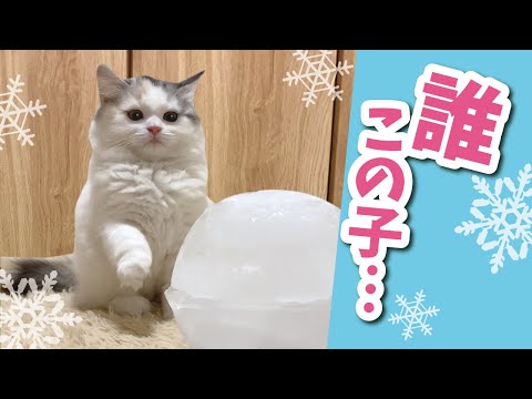 デカすぎる氷にドン引きする子猫【おしゃべりする猫】