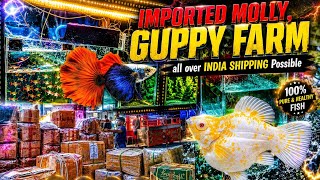 EXOTIC MOLLY & GUPPY FARM|ALL OVER INDIA||FISH LOVER JASBIR FARM UPDATE🔥|FIRST TIME GUPPY,MOLLY FARM
