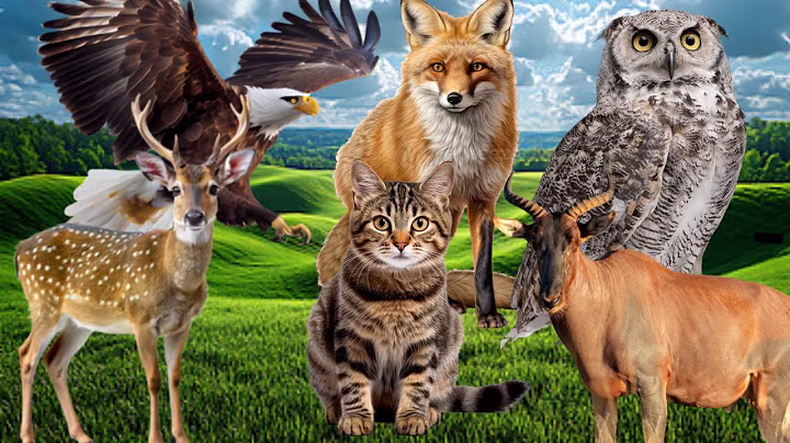Animals for Kids 25 min Farm animal sound