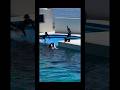 ラブラブ中にカットインするトレーナー #キレが凄い #シャチ #鴨シー #orca #killerwhale