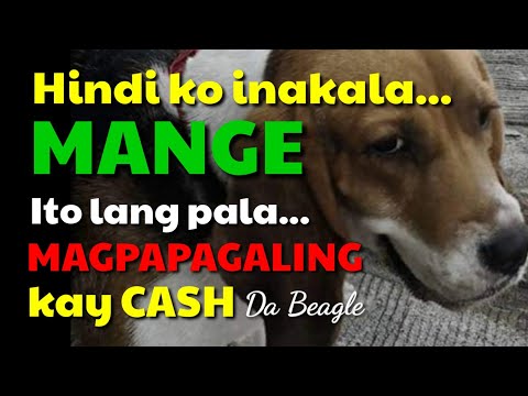 Video: Pagkahiwalay Ng Aso Sa Pagkabalisa