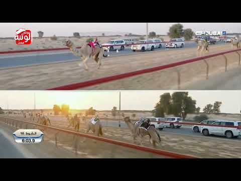 الشوط 18 تعابير لـ سالم بخيت طريبيش المنصوري 12 41 09 مهرجان ولي عهد دبي 2024 1 13 ثنايا المرموم  الشوط 18 تعابير لـ سالم بخيت طريبيش المنصوري 12 41 09 مهرجان ولي عهد دبي 2024 1 13 ثنايا المرموم