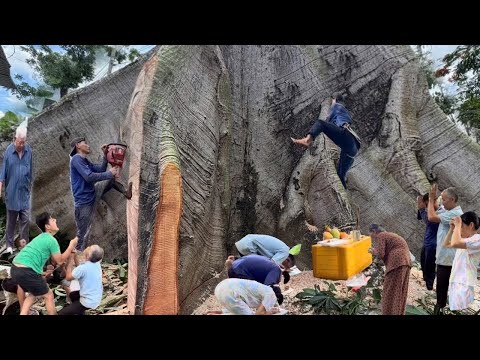 Chấn Động, Cưa Cây Gòn Khủng, 400 Hoành, Tàn khủng Khiếp, Tại Long Xuyên Ngay Nhà Ngay Dây Điện 