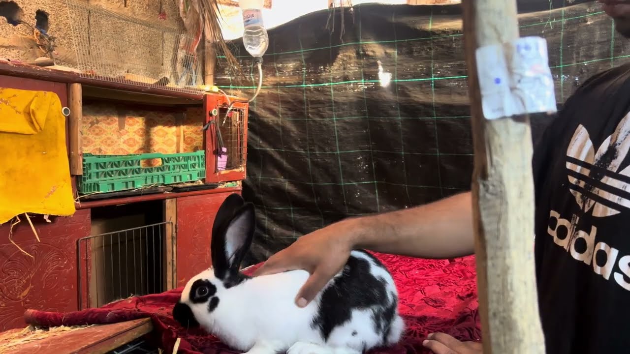 كيف أختار أرانب الإحلال السليمة من الأمراض