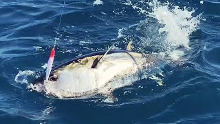 The Rough Trail Malice: Heavy sinking minnow for the off shore fishing game
