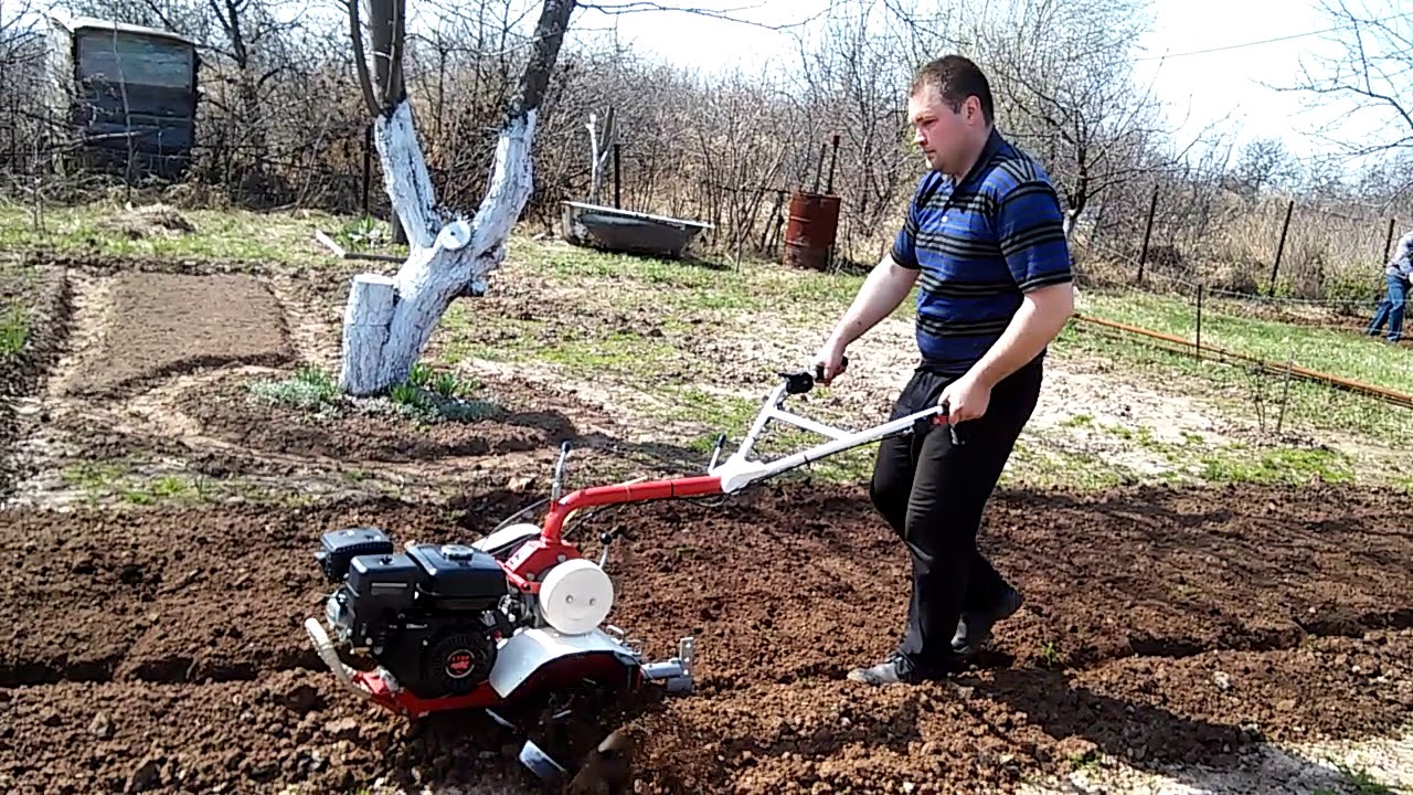Коптево пежо фаворит