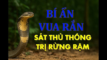 🐍 Rắn Hổ Mang Chúa – King Cobra | Bí Ẩn Vua Các Loài Rắn Trong Tự Nhiên Hoang Dã
