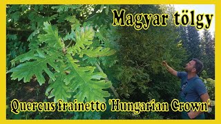 Quercus frainetto 'Hungarian Crown' | Gyorsan növő Magyar tölgy