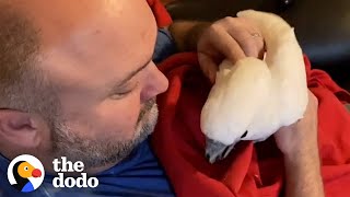 Cockatoo Prefers His Human Dad To His Mom | The Dodo Soulmates