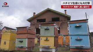 【速報】ハチミツ生産にも大打撃 ウクライナ、再建へ長い道のり
