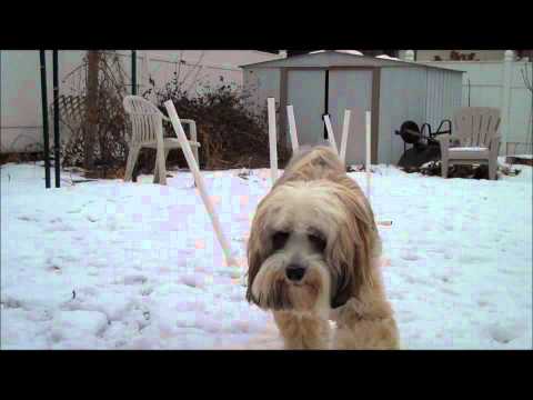 Tibby Tibetan Terrier - Weaves With My Lateral Movement