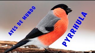 Pyrrhula pyrrhula Bullfinch, El camachuelo común, especie ave paseriforme, familia de fringílidos