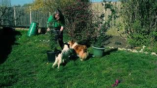 Garden Agility: #1 Basic Jump Commitment