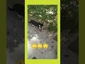 respect #shorts #cats #stranger #