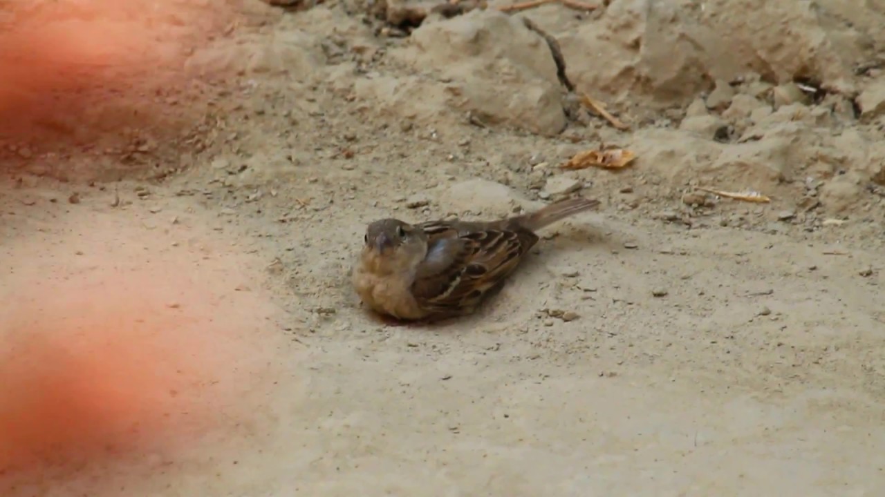 SAVE SPARROW SAVE OURS ENVIRONMENT