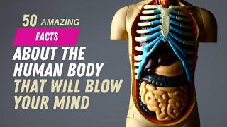 50 AMAZING facts about the human body that will blow your mind ! by Summary Facts 272 views 10 months ago 7 minutes, 31 seconds
