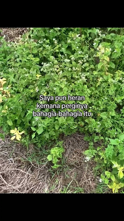 Video story malam || subscribe like