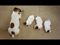 AWW CUTE BABY ANIMALS - Funny and cute moments of animal loving family - OMG Animls Soo Cute #5