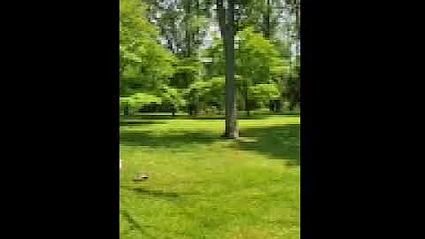 Circadas in Monkton Maryland-2021