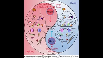 Liu / Sakurai Laboratory in International Institute for Integrative Sleep Medicine (WPI-IIIS)
