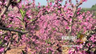 Spring in the Galilee