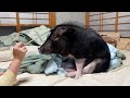 わが家のブタがパパに懐かない理由を話します。