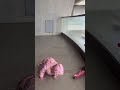 엄마머리 미역보고 웃다 꽈당 유나씨❤️