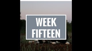 CSA Week Fifteen