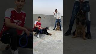 اخطر مواجهه بين كلابي وكلاب عمر احمد || الجزء التاني 😱