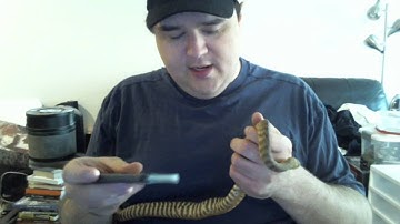 Update on my male Woma Python Skeever!