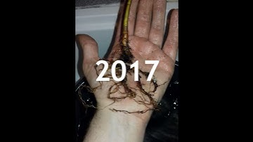 Apple Bonsai from Seed  #shorts #bonsai