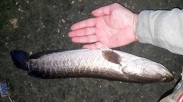 kích cá lại lên hàng chuối hoa khủng