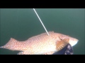 Pesca submarina rías baixas danny ría de arousa 5/3/16 //underwater fishing