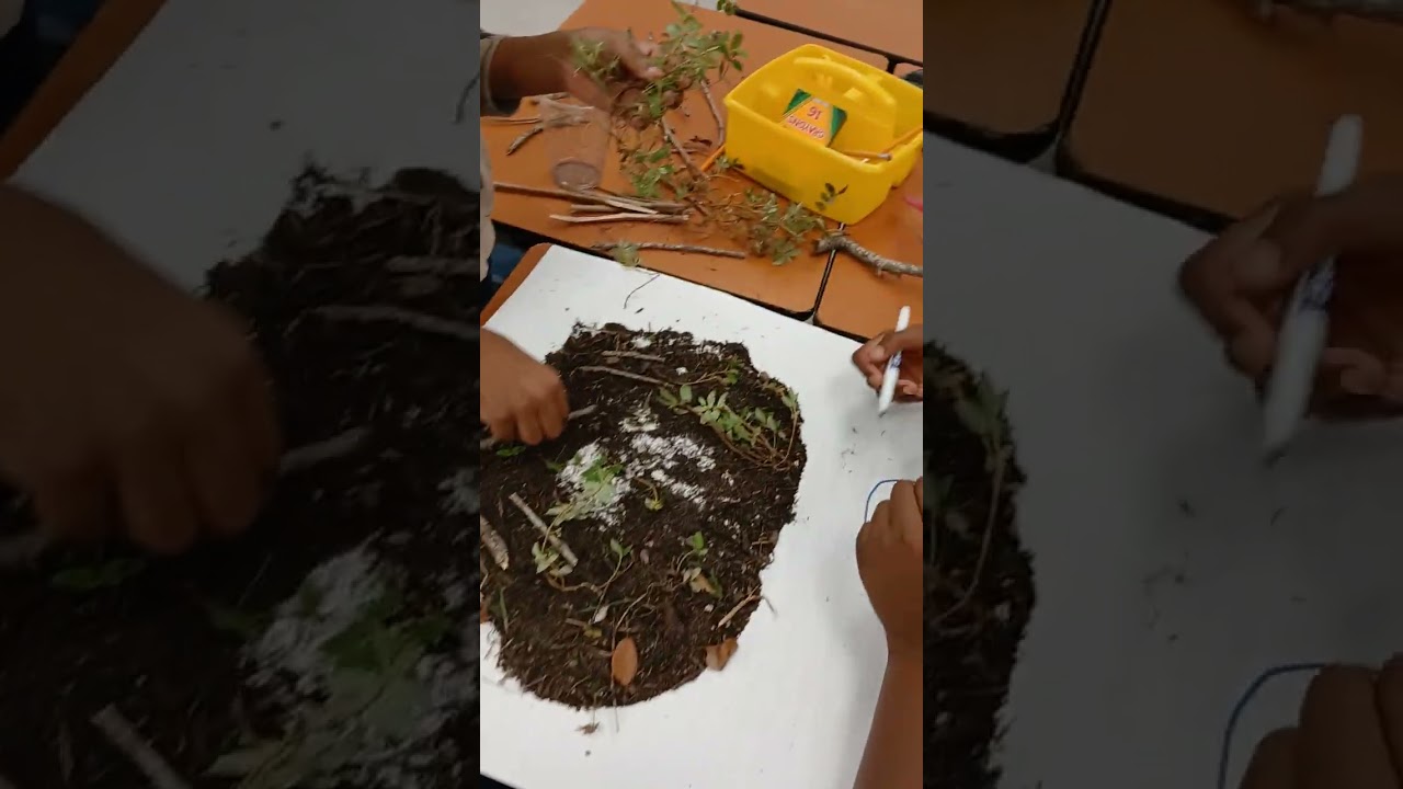 Hands on activity to create an ecosystem #1