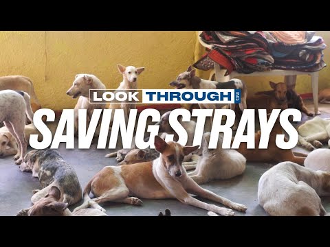 A stray dog’s second chance in life | Look Through: Saving Strays