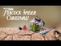 A Peacock Spider Christmas