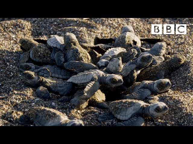 Baby turtle's first steps - BBC class=