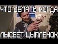 Что делать когда лысеет цыплёнок