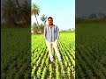वीडियो ko like or subscribe share  #viral #farming